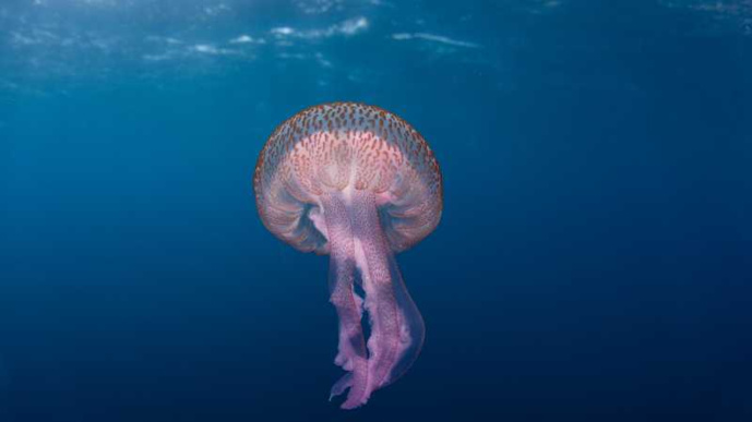 Soigner les piqûres de méduses Soigner les piqûres de méduses