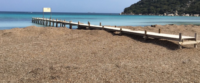 Posidonie à Santa Giulia - Photo Corse matin