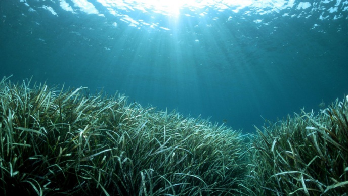 La crise des posidonies sur les plages La crise des posidonies sur les plages