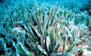 Les posidonies Les posidonies